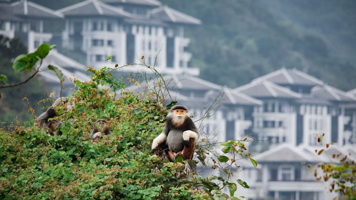 InterContinental Danang Sun Peninsula Resort Meet the Cheeky Monkeys